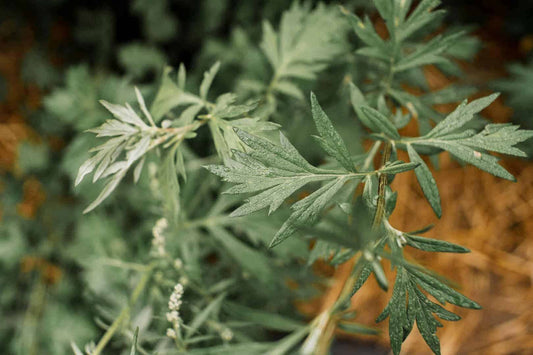 Unlock the Magic of Mugwort Tincture