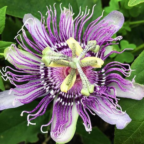 The Power Of Passionflower