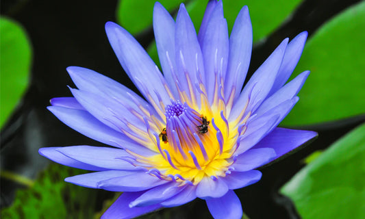 10 Wonderful Benefits of Blue Lotus Tincture